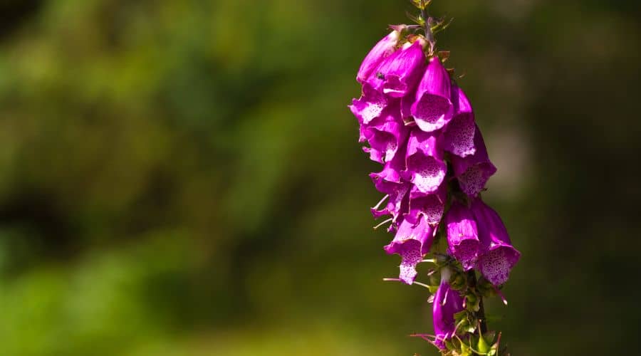 foxglove