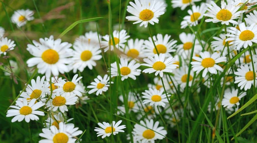 oxeye daisy