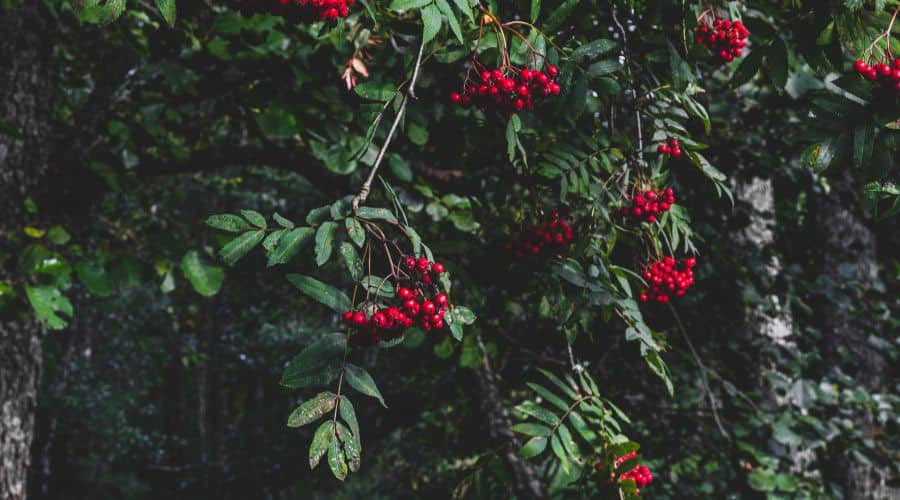 rowan tree