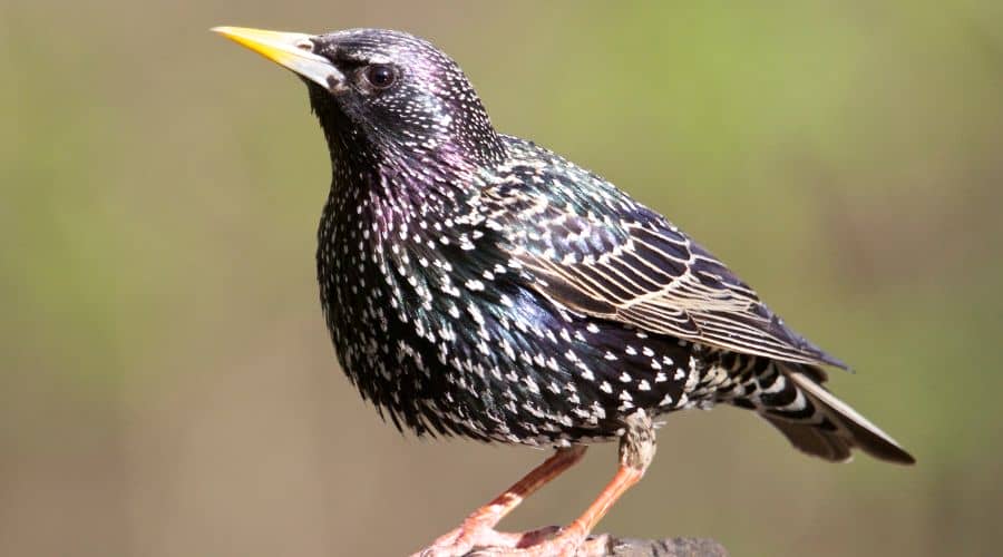 starling